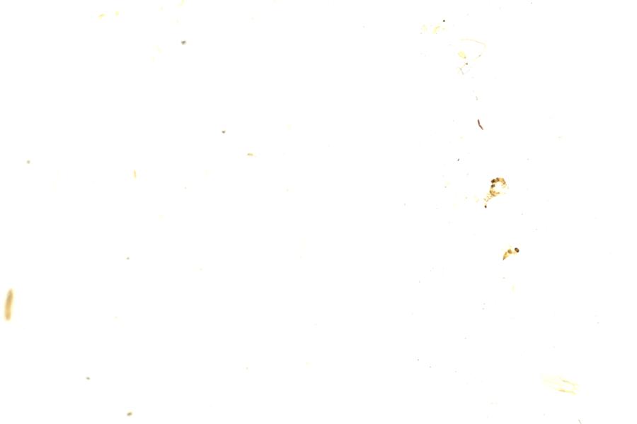 Image 208